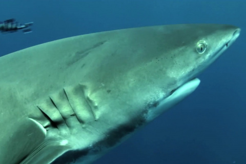 editing montage frank van looy